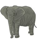 elephant en arabe
